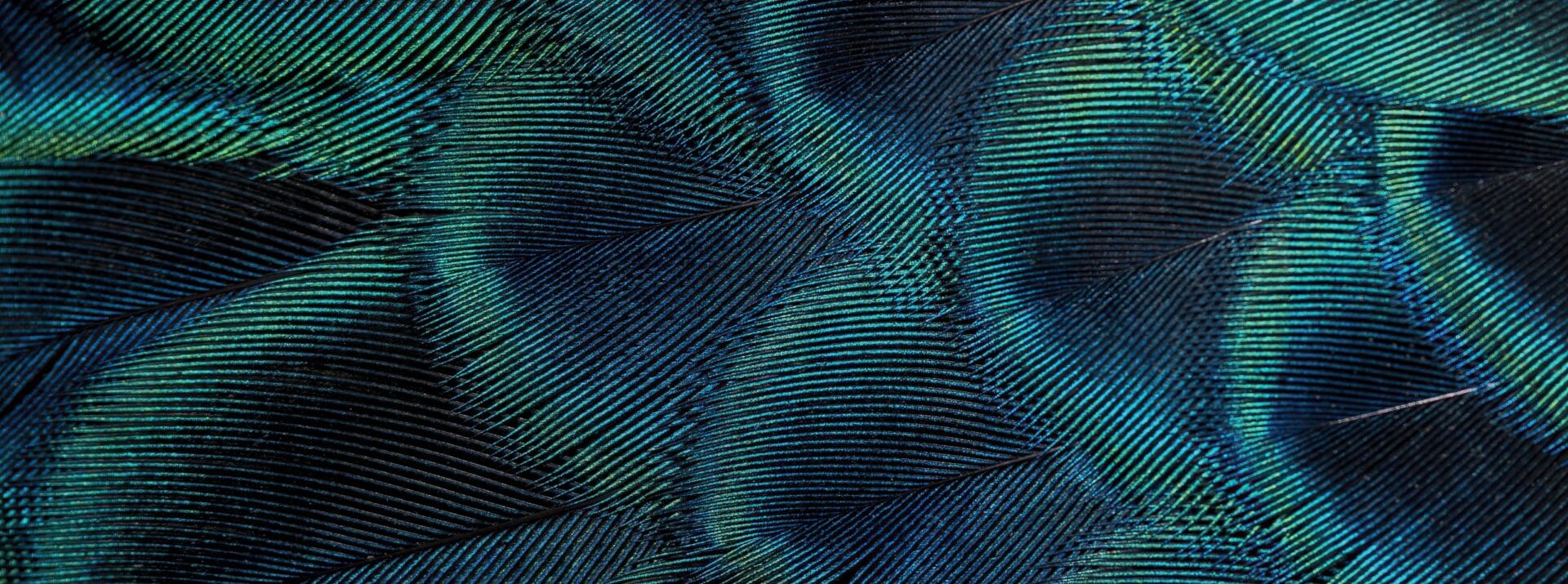 Closeup peacock feathers ,Beautiful background, wallpaper, texture ...